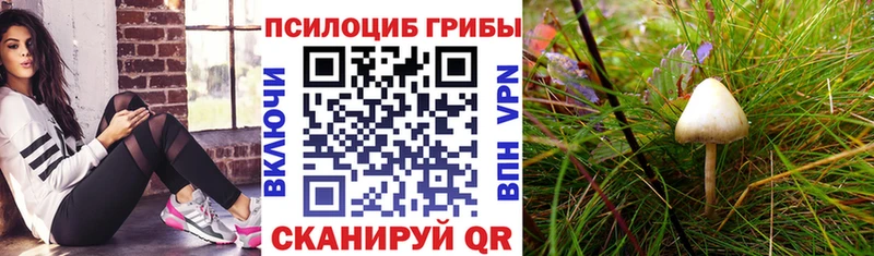 Галлюциногенные грибы Psilocybine cubensis Бугульма